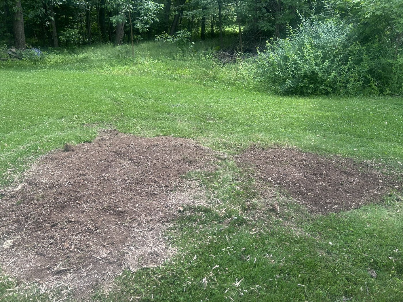 After stump grinding showing wood chips left where stumps were removed