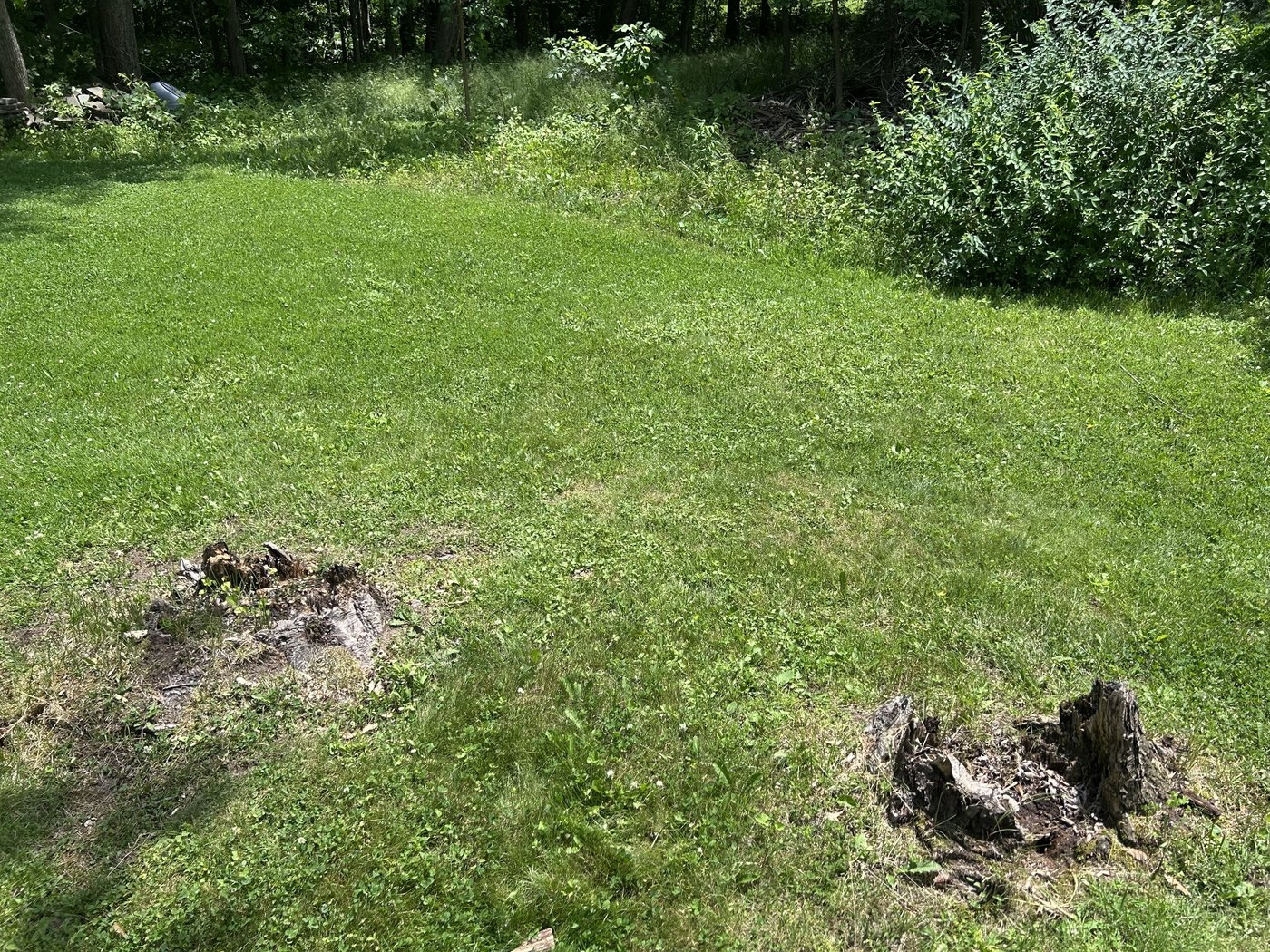 Before stump grinding showing old stumps in a yard